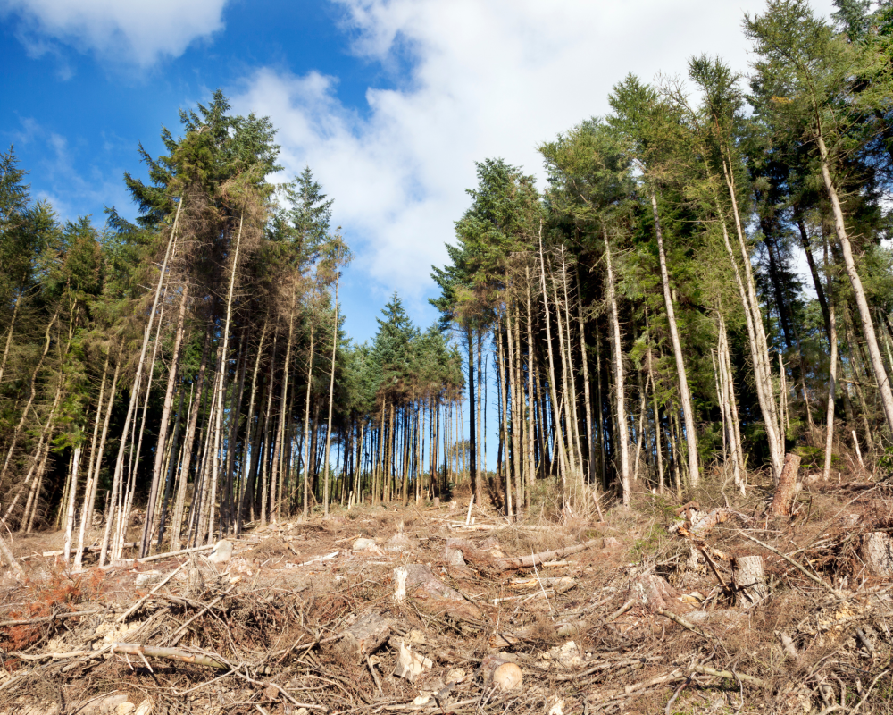 Untitled design (57)